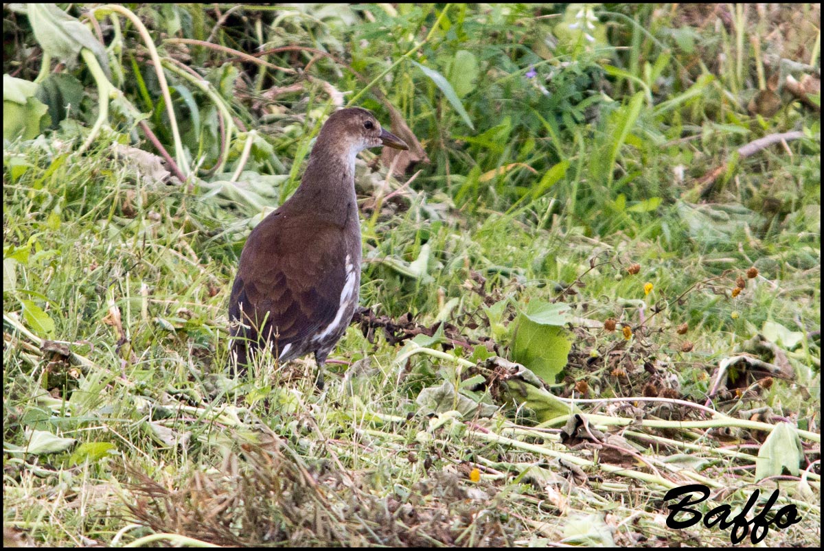 Gallinella d''acqua giovane?